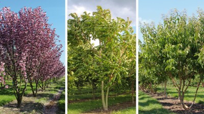 Meerstammige bomen in de tuin