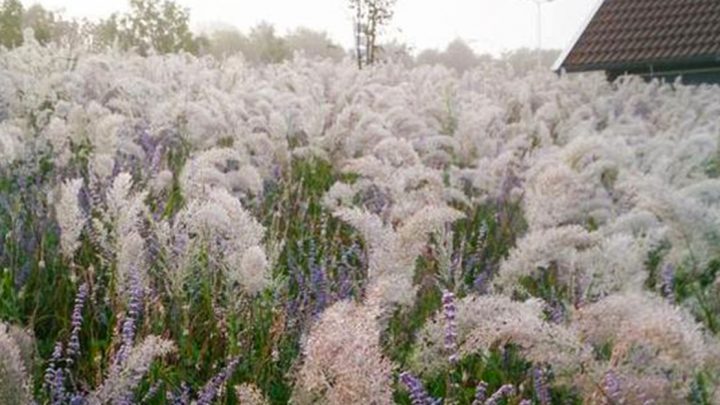 natuurlijke tuin